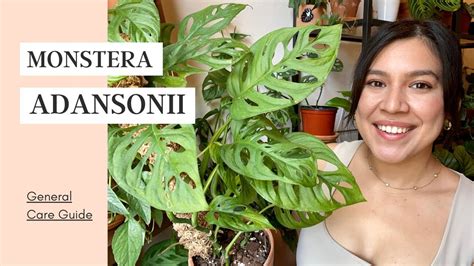 Be wary of too much though as copper is only beneficial in small doses. How To Care For Monstera Adansonii | Yellow leaves? - YouTube