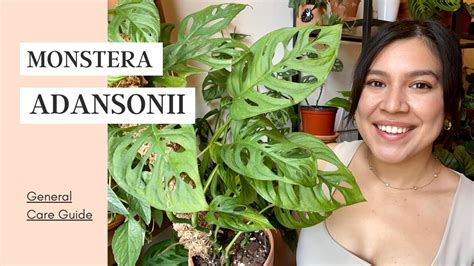 Monstera adansonii might be the new monstera trend! How To Care For Monstera Adansonii | Yellow leaves? - YouTube