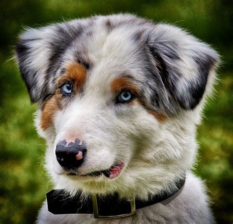 When it comes to down syndrome in dogs, scientists and doctors are still asking this question themselves. Down Syndrome in Dogs - findpetinsurance.co.uk