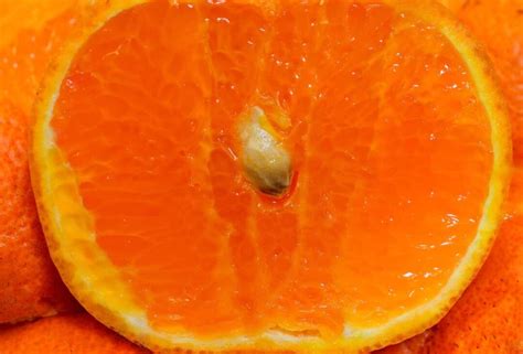 How To Grow An Orange Tree From Seed Minneopa Orchards