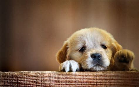 Puppy Hd Wallpapers Wallpaper Cave