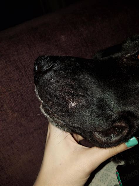 Adult Dog Has White Spot Inside Of Lip And Bump On The Outside