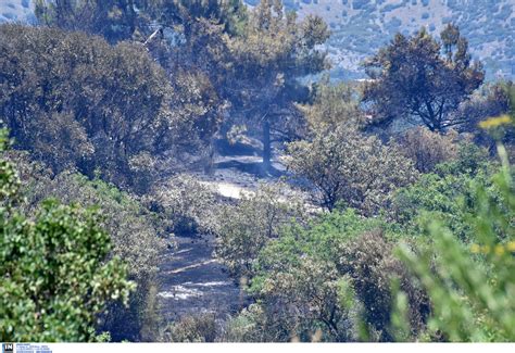 Το μετεωρολογικό και κλιματικό παρατηρητήριο αττικής αποτελεί πιλοτική πρωτοβουλία του εθνικού αστεροσκοπείου αθηνών / meteo.gr με σκοπό την πληρέστερη καταγραφή των μετεωρολογικών και υδρολογικών συνθηκών της αττικής. Φωτιά στην Σταμάτα Αττικής