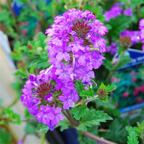 Verbena Bonariensis Arts Nursery Ltd