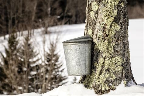 Traditional Sap Bucket On Maple Tree In Vermont Photograph By Edward