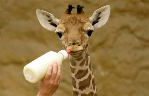 Download A Cut Above The Rest An Adorable Baby Giraffe Takes Its