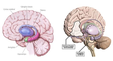 La Amígdala Cerebral