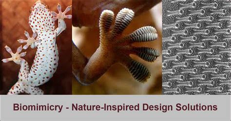 Biomimicry Nine Laws Of Nature And Examples Slide Show