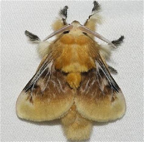 Southern Flannel Moth Identification Life Cycle Facts Pictures