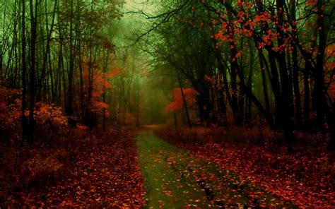 Misty Autumn Forest Wallpapers Wallpaper Cave