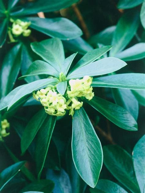 Size and winter hardiness varies with variety. 9 best morning sun afternoon shade plants images on ...
