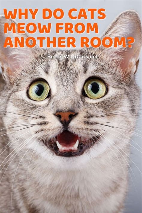 Why Do Cats Meow From Another Room