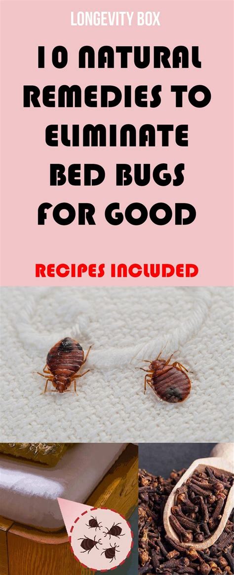 10 Natural Remedies To Eliminate Bed Bugs For Good Recipes Included Natural Remedies