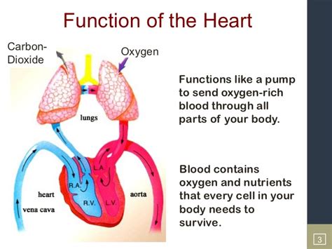 UTAP-The Human Heart