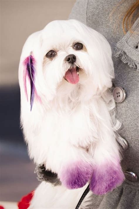 30 Awesome Dog Grooming Styles In 2021