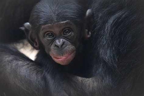 Jimos sims 345.131 views6 year ago. Kleiner Bonobo Foto & Bild | tiere, tierkinder, affen ...