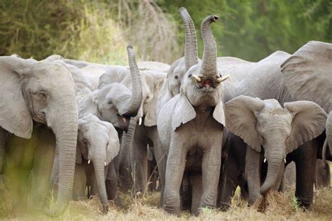 La Caza Furtiva Reduce A La Mitad La Población De Elefantes En Una
