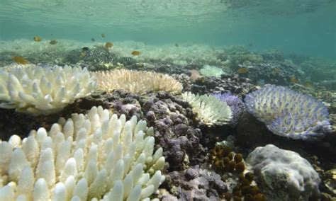 Mourning Loomis Reef The Heart Of The Great Barrier Reefs Coral