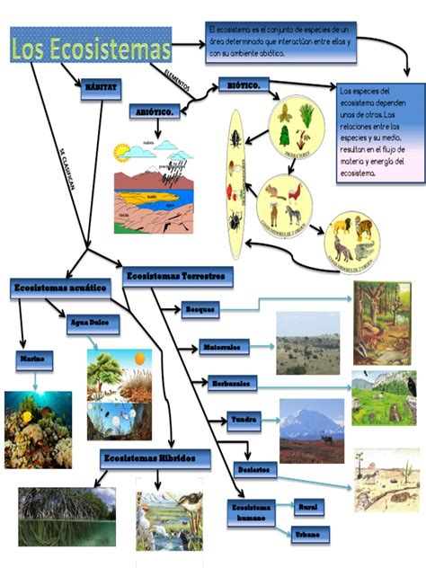 Mapa Conceptual De Ecosistema Book Jb1r