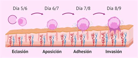 ¿qué Es La Implantación Del Embrión Y Cuándo Se Produce