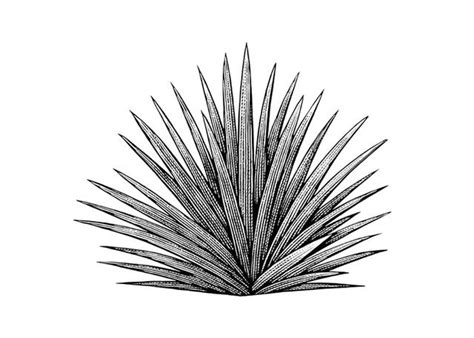 Go sit on a cactus mug. Steven Noble Illustrations: Agave Plant