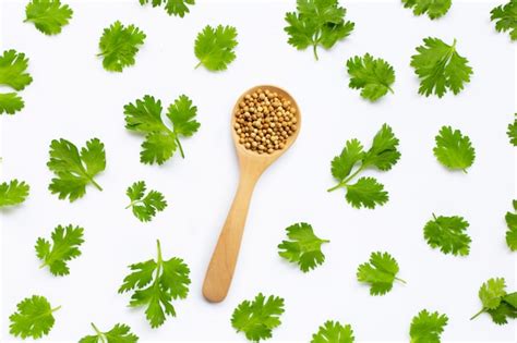 Premium Photo Coriander Seeds With Fresh Leaves Isolated On White