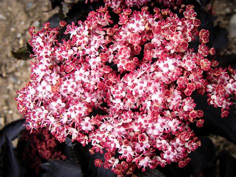 Soil should also be fertile (or amended to increase. Black Tower Elderberry Shrubs For Sale Online | The Tree ...