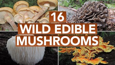 Pics Of Wild Mushrooms All Mushroom Info