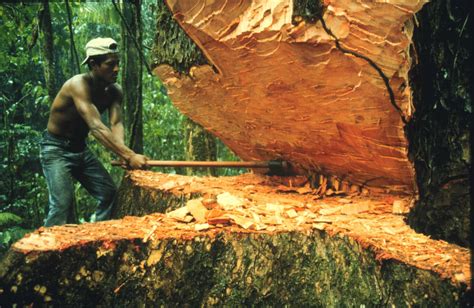 Conocimiento Cientifico Y Sus Efectos En La Tecnologia Deforestacion