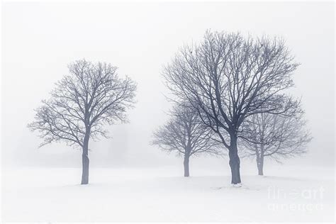 Trees In Winter Fog Photograph By Elena Elisseeva
