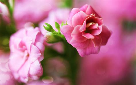 Cute Pink Flower Wallpapers Top Free Cute Pink Flower Backgrounds