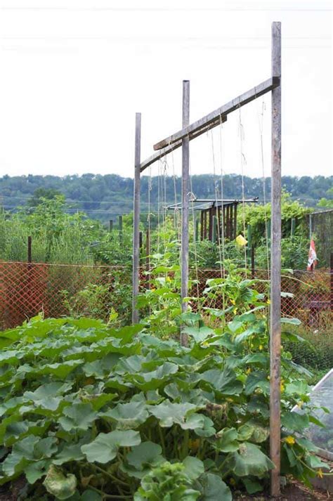 There are many projects that can ease your work in the garden, so make sure you take a look over the rest of the plans. Get Rid of the Cucumber Trellis & Grow Them on Strings. in ...