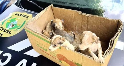 Cinco Filhotes De Cachorro S O Resgatados Com Sinais De Maus Tratos Em Estrada De Baturit Ce