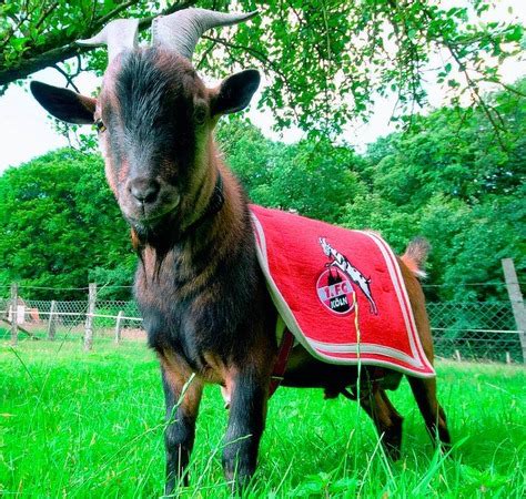 Fc köln, fc koeln, clubs köln. Fotos: Welcher Fußballverein hat das schönste Maskottchen ...