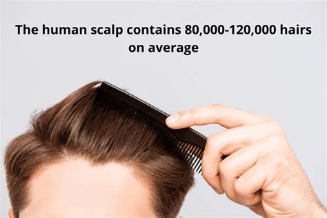 Hair Anatomy Everything You Need To Know 2020 Facts