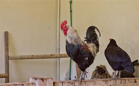 Chickens Guarded By A Rooster Inside A Hen House Stock Image Image Of