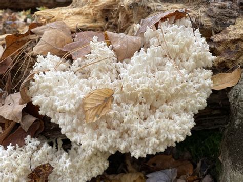 Coral Tooth Fungus From Ferrisburgh Vt Usa On October 12 2023 At 12