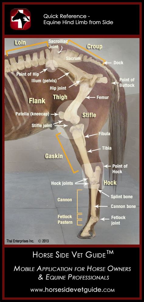 Horse Side Vet Guide Quick Reference Hind Limb Anatomy