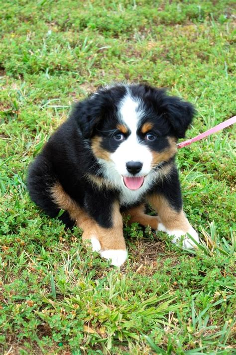 17 Best images about Australian Shepherd's on Pinterest ...