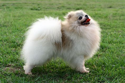 Pomeranian Pictures Information Training Grooming And Puppies