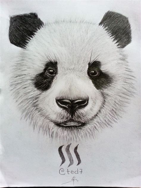 Drawing Of A Cute Panda🐼 With  — Steemit