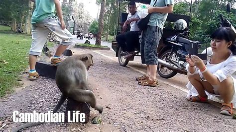 Amazing Monkey Meeting A Beautiful Sexy Girl At Wild Angkor Youtube