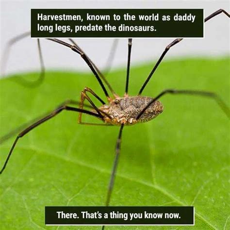 Some More Facts From Weird Nature On Facebook Animal