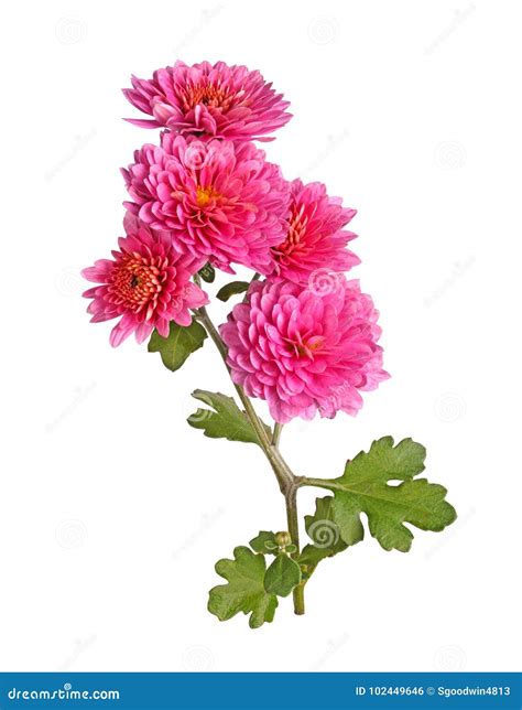 Stem With Many Pink Flowers Of A Fall Chrysanthemum Isolated Stock