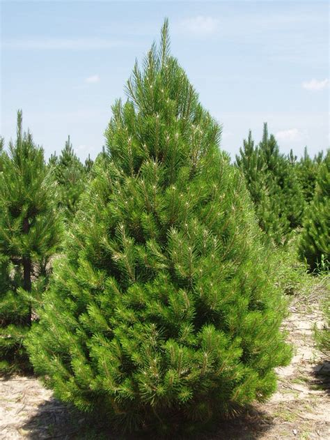 Austrian Pine Black Pine Tree Diseases Growth Rate Facts