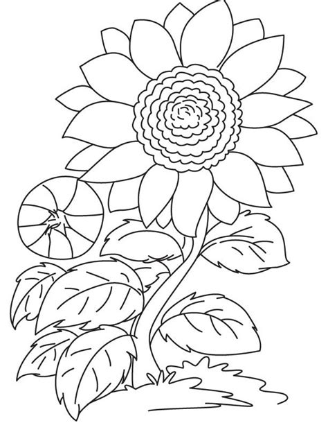 Terkeren 20 Gambar Bunga Matahari Pensil Gambar Bunga Indah