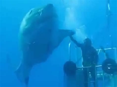 One Of The Biggest Great White Sharks Ever Video