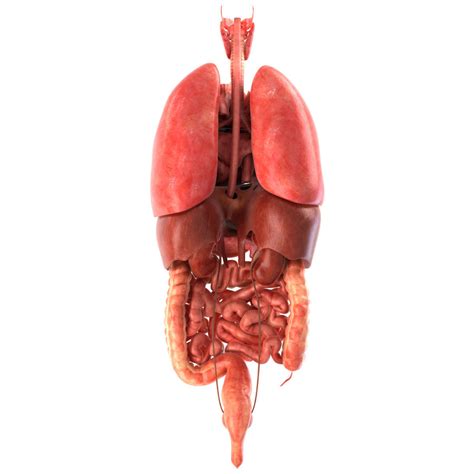3D Model Human Internal Organs VR AR Low Poly CGTrader