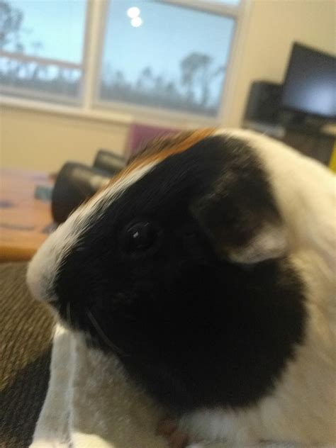 You Have Heard Of David The Guinea Pig Now Get Ready For David 2 R