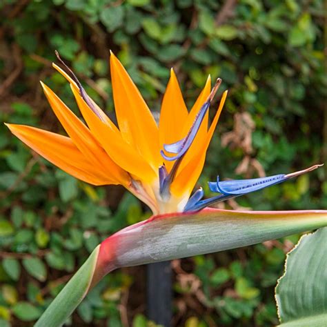 Bird Of Paradise Exotic Tropical Plantspring Hill Nurseries